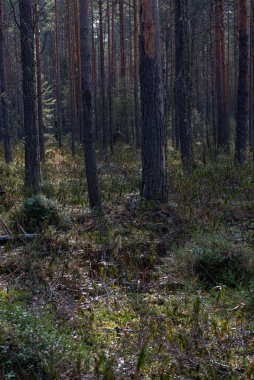 Çok sayıda kütüğü ve çamları olan bir orman bataklığı. Her yeri ledum ve yeşil yosun çalıları kaplamış..