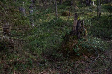 Bataklık bölgesinde yosun ve yaban mersini çalılarıyla kaplanmış çürümüş bir kütük..