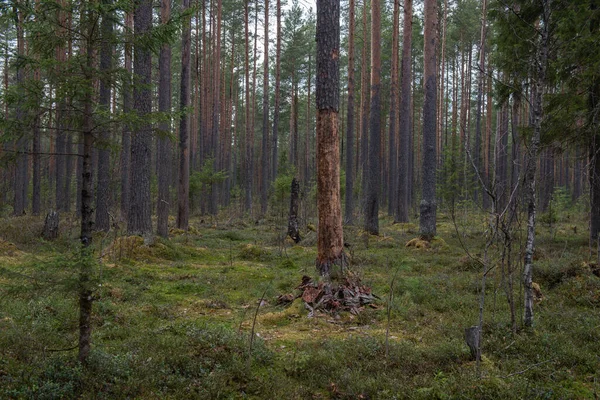 Stam Van Een Dennenboom Met Een Gestripte Schors Het Bos — Stockfoto