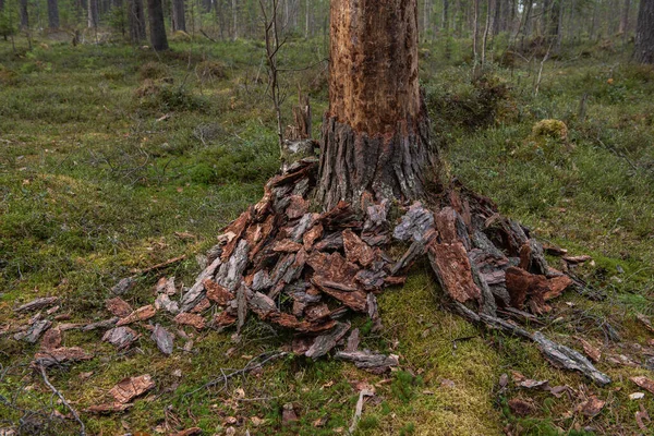 Tronco Pinheiro Com Uma Casca Descascada Floresta — Fotografia de Stock