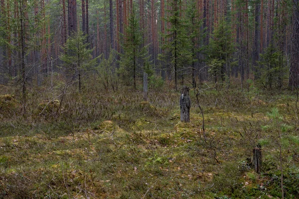 Marécage Forestier Avec Grand Nombre Souches Pins Est Envahi Par — Photo