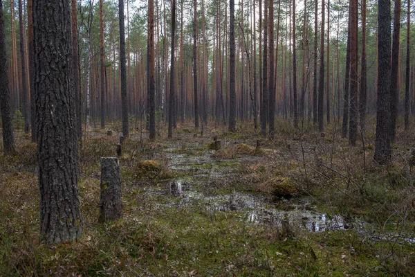 Δάσος Βάλτο Ένα Μεγάλο Αριθμό Από Κούτσουρα Πεύκα Είναι Κατάφυτη — Φωτογραφία Αρχείου