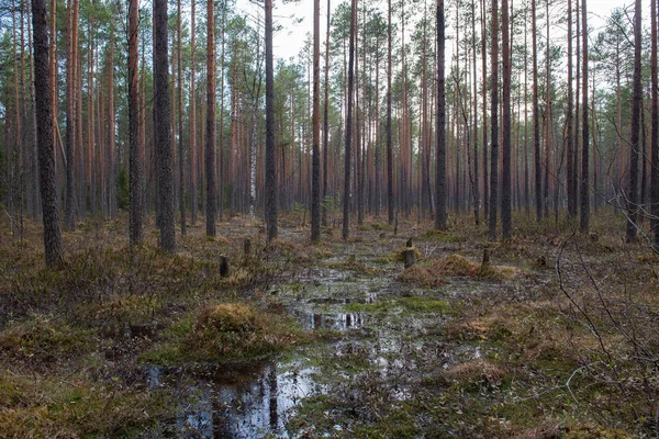 Bosque Pantano Con Gran Número Tocones Pinos Está Cubierto Arbustos — Foto de Stock