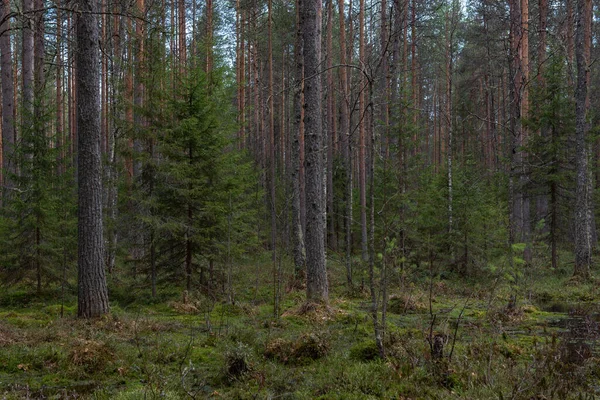 Bosque Sagrado Misterioso Con Árboles Arbustos Extraños — Foto de Stock