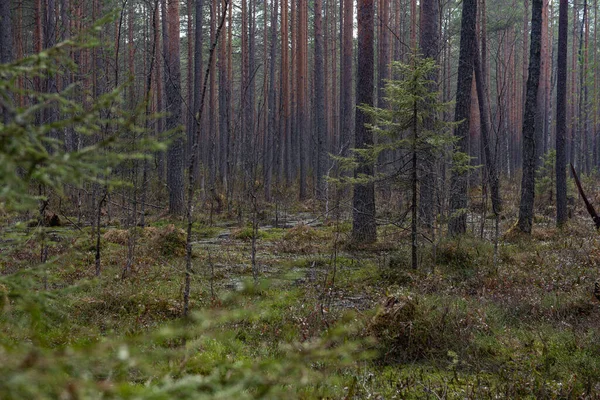 Waldsumpf Mit Einer Großen Anzahl Von Stümpfen Kiefern Ist Mit — Stockfoto