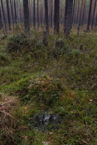 Marécage Forestier Avec Grand Nombre Souches Pins Est Envahi Par — Photo