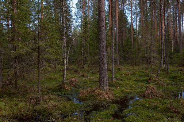 Çok Sayıda Kütüğü Çamları Olan Bir Orman Bataklığı Her Yeri — Stok fotoğraf