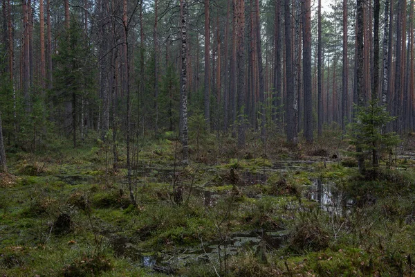 Floresta Pântano Com Grande Número Tocos Pinheiros Coberto Com Arbustos — Fotografia de Stock
