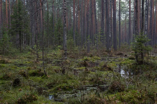 Bosque Pantano Con Gran Número Tocones Pinos Está Cubierto Arbustos —  Fotos de Stock