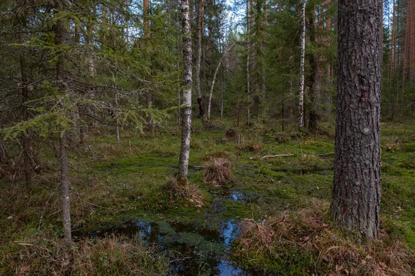 切り株 松の多数の森林湿地 それはレジウムと緑の苔の茂みで生い茂り — ストック写真
