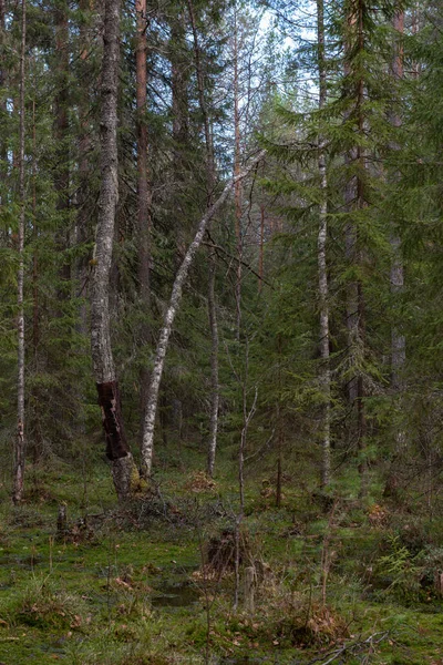 Une Mystérieuse Forêt Sacrée Avec Étranges Arbres Buissons Noueux — Photo