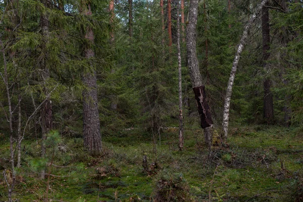 Sebuah Hutan Suci Misterius Dengan Pohon Gnarled Aneh Dan Semak — Stok Foto