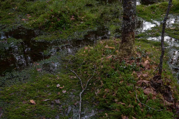 切り株 松の多数の森林湿地 それはレジウムと緑の苔の茂みで生い茂り — ストック写真