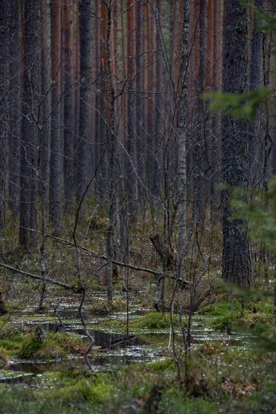 Лісове Болото Великою Кількістю Пеньків Сосен Вирощується Кущами Ладума Зеленого — стокове фото