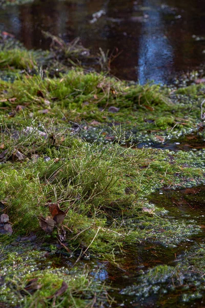 神秘的神圣森林覆盖着茂密绿色苔藓的矮林地 — 图库照片