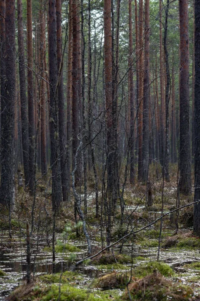 Hutan Rawa Dengan Sejumlah Besar Tunggul Pinus Hal Ini Ditumbuhi — Stok Foto