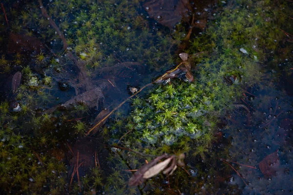 Misterioso Bosque Sagrado Bosque Pantanoso Cubierto Musgo Verde Grueso — Foto de Stock