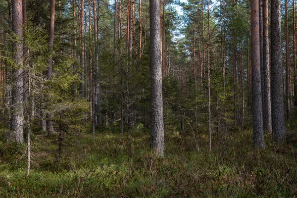Ein Geheimnisvoller Heiliger Wald Mit Seltsam Knorrigen Bäumen Und Büschen — Stockfoto