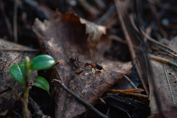 Les Travailleurs Forestiers Fourmis Dans Agitation Quotidienne Vie Quotidienne — Photo