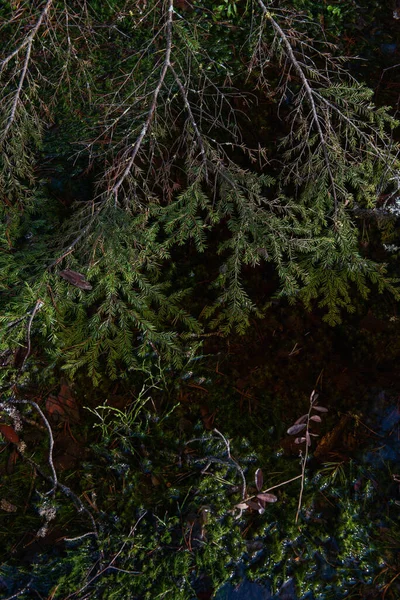 Mysterious sacred forest. Swampy woodland. Close up of the fir branch in the water