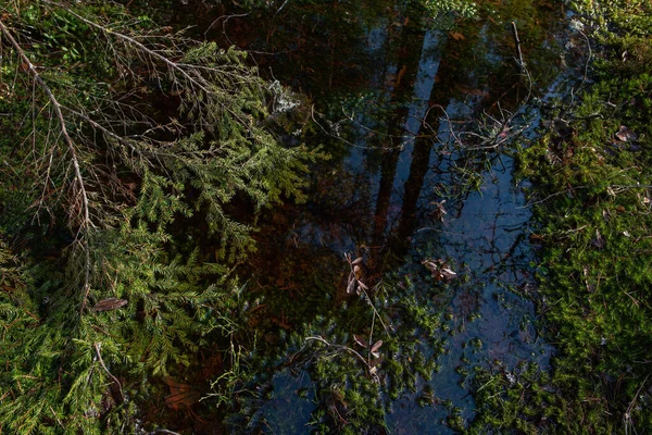 Mysterious sacred forest. Swampy woodland. Close up of the fir branch in the water