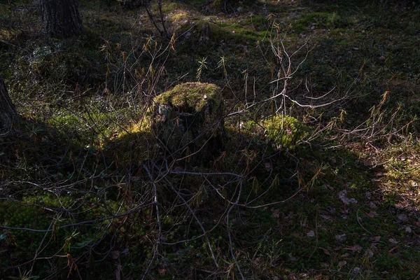 Ein Alter Morscher Baumstumpf Überwuchert Mit Moos Und Ledum Einem — Stockfoto
