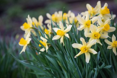 Gün batımından sonra çiçek tarhında nergisler..