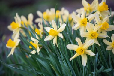 Gün batımından sonra çiçek tarhında nergisler..