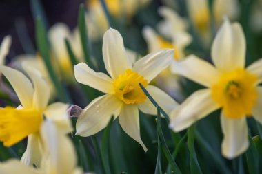 Gün batımından sonra çiçek tarhında nergisler..