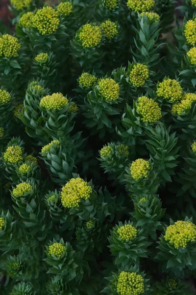 Rhodiola Rosea Close Μετά Ηλιοβασίλεμα — Φωτογραφία Αρχείου