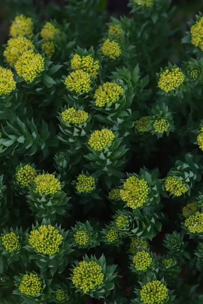 Rhodiola Rosea Close Μετά Ηλιοβασίλεμα — Φωτογραφία Αρχείου