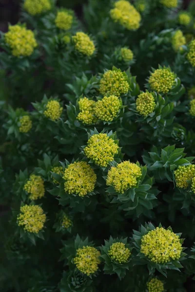 Rhodiola Rosea Close Μετά Ηλιοβασίλεμα — Φωτογραφία Αρχείου