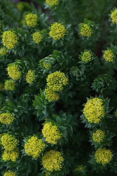 Rhodiola Rosea Close Μετά Ηλιοβασίλεμα — Φωτογραφία Αρχείου