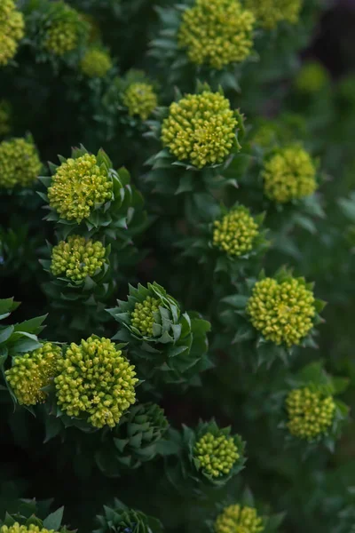 Rhodiola Rosea Zblízka Západu Slunce — Stock fotografie