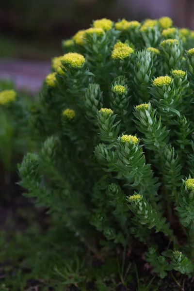 Rhodiola Rosea Close Μετά Ηλιοβασίλεμα — Φωτογραφία Αρχείου