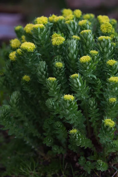 Rhodiola Rosea Zblízka Západu Slunce — Stock fotografie