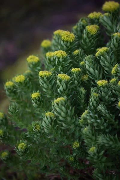 Rhodiola Rosea Close Μετά Ηλιοβασίλεμα — Φωτογραφία Αρχείου