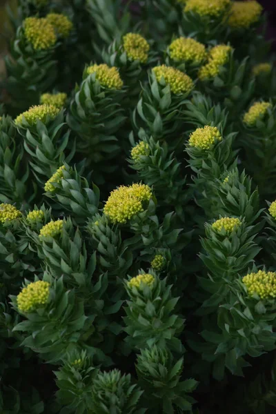 Rhodiola Rosea Nahaufnahme Nach Sonnenuntergang — Stockfoto