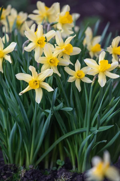 Narcisos Primer Plano Del Macizo Flores Después Del Atardecer — Foto de Stock