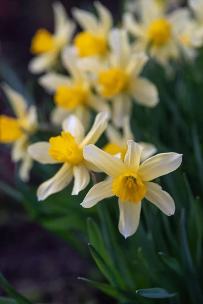 Daffodils in a flower bed close-up after sunset.