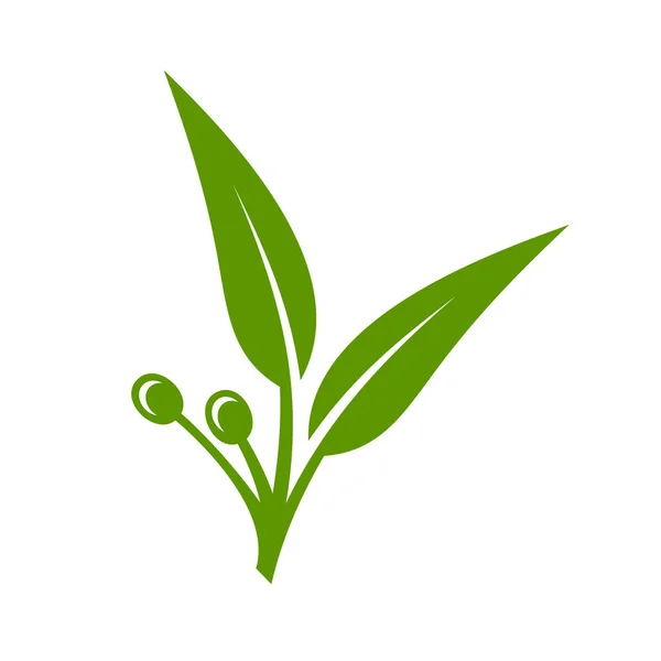 Eucalipto verde deixa ícone sobre fundo branco. Vetor —  Vetores de Stock
