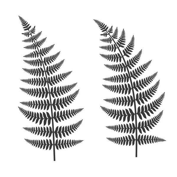 Set de hojas de helecho — Archivo Imágenes Vectoriales
