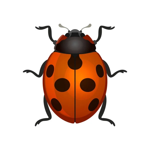 Red Ladybug on White Background. Vector — Stock Vector
