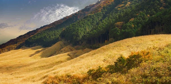 Champ d'herbe de pampas au hakone sengokuhara — Photo