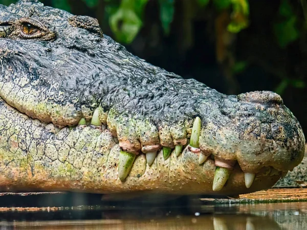 Головной портрет крокодила — стоковое фото