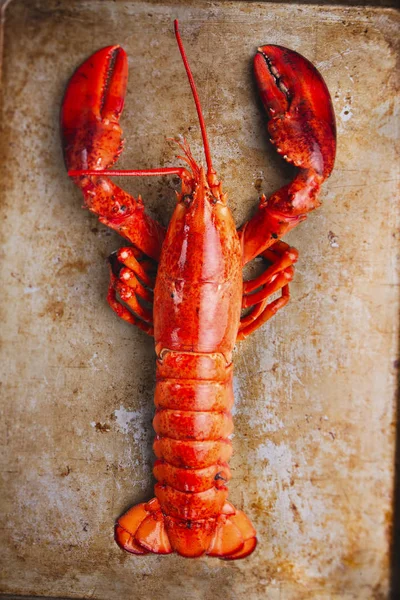 Rustic cooked lobster — Stock Photo, Image