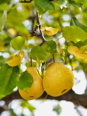  Armut Ağacı üzerinde