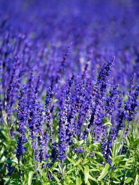 mor lavanta çiçekleri