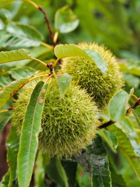 kestane ağacı üzerinde