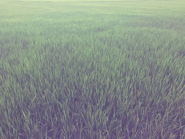 Green rice field on farm of thailand with vintage effect — Stock Photo, Image